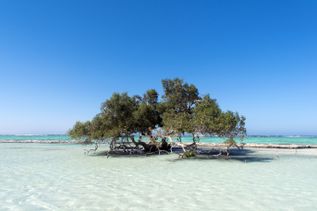 Mangrovenbäume im klaren, türkisfarbenen Wasser des Wadi el Gemal Nationalparks in Ägypten mit blauem Himmel im Hintergrund