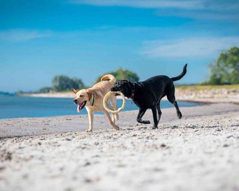 Ostsee Resort Damp - Ferienhäuser Asgard