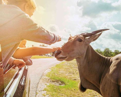 Zoo Safaripark & Erlebnisresort Stukenbrock