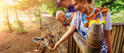 Familie füttert eine Giraffe im Zoo, während ein Baby neugierig zusieht