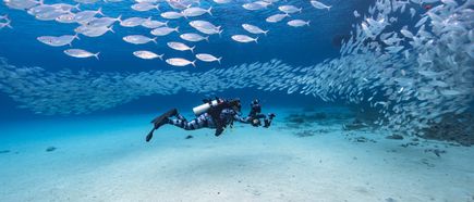 Taucher mit Kameraausrüstung schwimmt am Meeresboden, umgeben von großen Schwärmen silberner Fische.