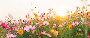 Blumenwiese mit rosa und orangefarbenen Blüten im Gegenlicht der tiefstehenden Sonne
