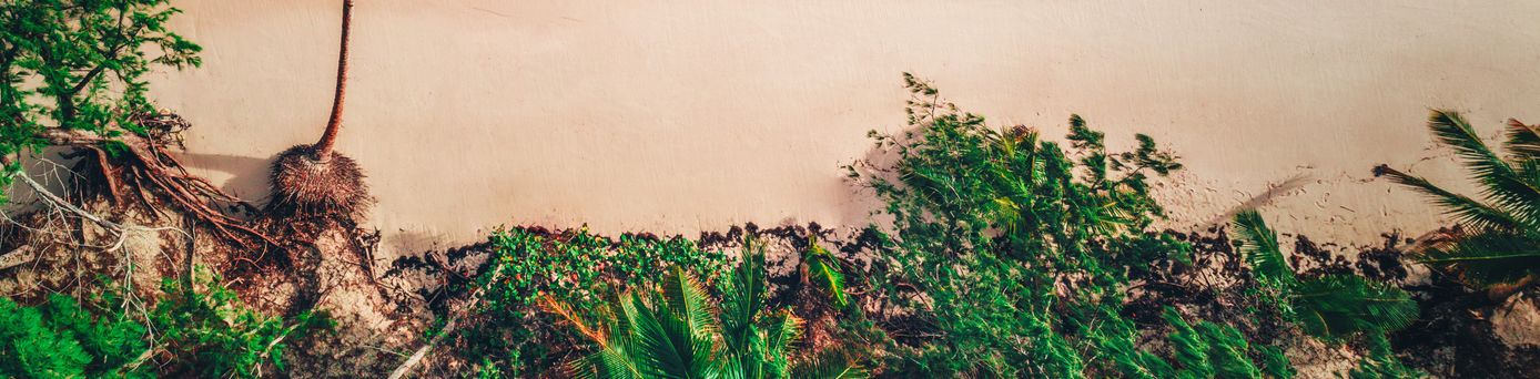 Panoramablick auf einen Strand mit hellem Sand, umgeben von grünen Pflanzen und Palmen.