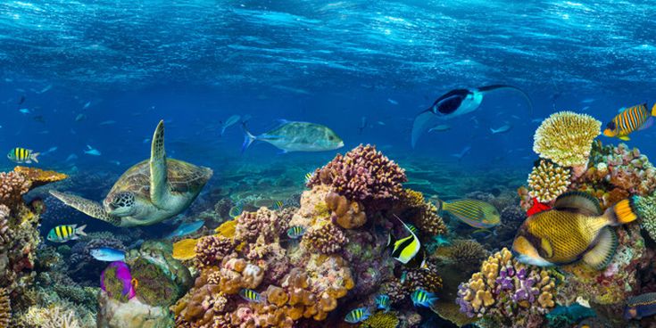 Bunte Korallenriffe mit einer Meeresschildkröte, tropischen Fischen und klarem blauem Ozean