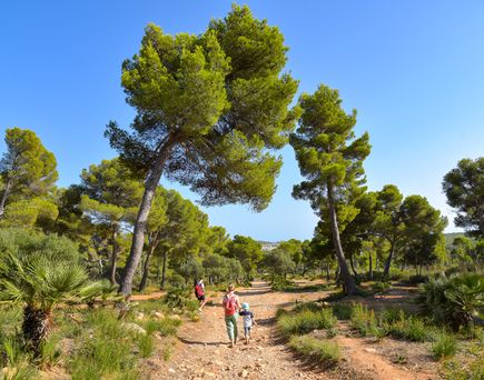 Menschen wandern auf einem sonnigen Weg durch einen Pinienwald mit mediterraner Landschaft und genießen einen aktiven Natururlaub