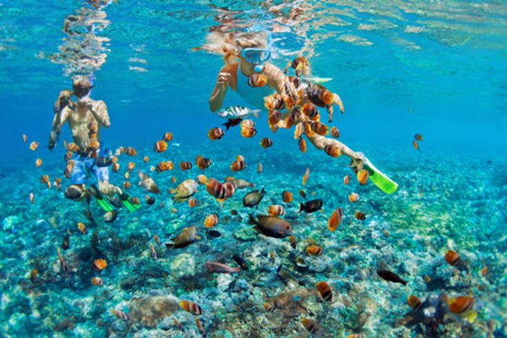Zwei Schnorchler im klaren Wasser beobachten bunte tropische Fische über einem Korallenriff