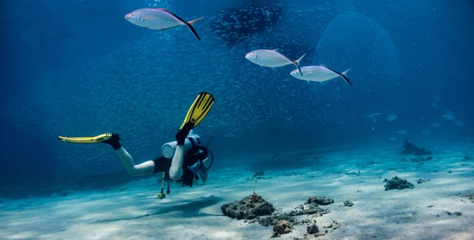 Ein Taucher mit Flossen und Tauchausrüstung schwimmt über den Meeresboden, umgeben von drei silbernen Fischen und einer Schule kleinerer Fische