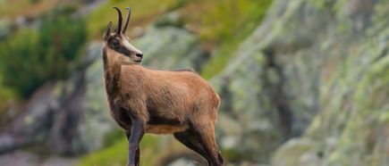 Gämse steht aufmerksam in felsiger Berglandschaft