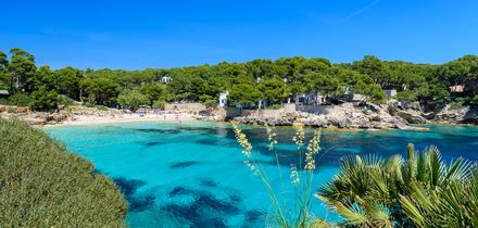 Badebucht Cala Ratjada auf Mallorca mit klarem Wasser, Felsen und grünen Pinien rund um den Strand