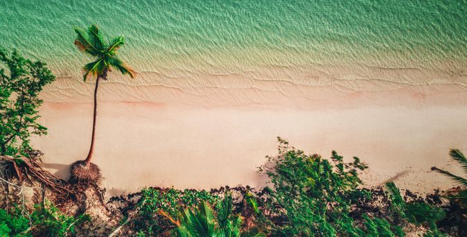 Panoramablick auf einen Strand mit hellem Sand, umgeben von grünen Pflanzen und Palmen. Der Übergang zwischen Sand und Vegetation ist sichtbar.
