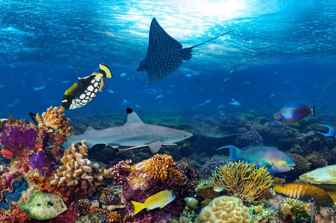 Farbenprächtiges Korallenriff mit Fischen, Haien und einem Rochen unter der Wasseroberfläche