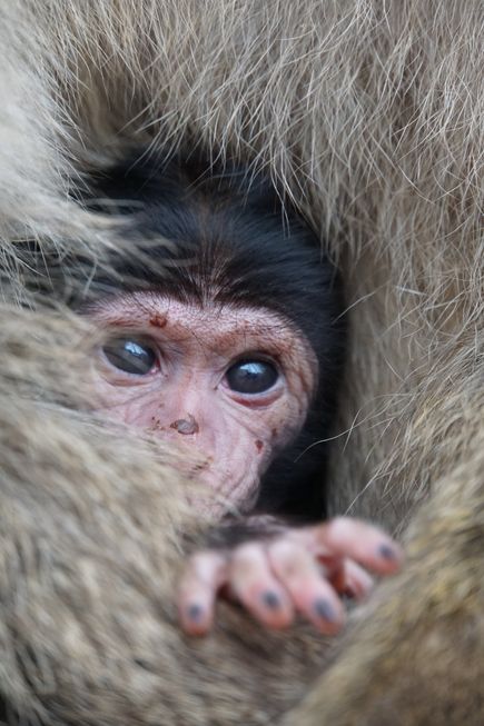 Nahaufnahme: Babyaffe hält sich mit einer kleinen Hand am Fell seiner Mutter fest, die ein dichtes, graubraunes Fell hat.