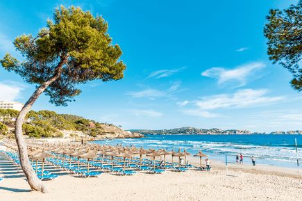 Blick auf den Sandstrand von Paguera auf Mallorca mit Sonnenschirmen, Liegen und sanften Wellen