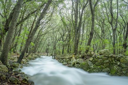 Natürlicher Bach Ses Fonts Ufanes auf Mallorca, der zwischen grünen Bäumen und moosbewachsenen Steinen durch einen Wald fließt