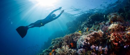 Silhouette eines Tauchers mit Flossen über einem Korallenriff im Meer, umgeben von Sonnenstrahlen, klarem blauem Wasser und zahlreichen Fischen
