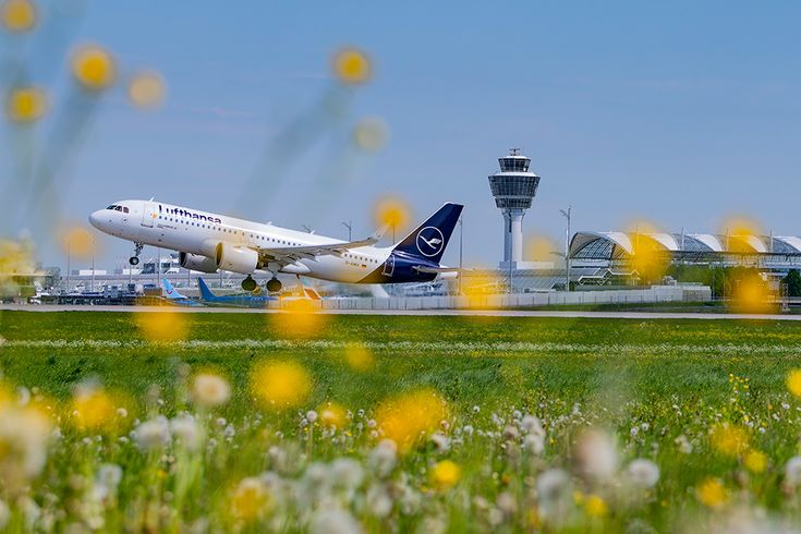 Lufthansa Flugzeug beim Start am Flughafen München, im Vordergrund eine blühende Wiese mit gelben und weißen Blumen, im Hintergrund Tower und Terminalgebäude