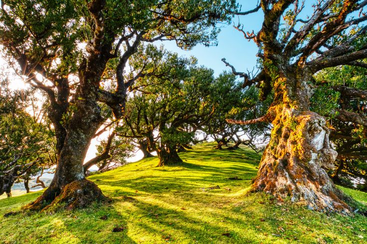 Alte Bäume im Fanal-Wald auf Madeira auf einer grünen Wiese mit moosbewachsenen Stämmen und Sonnenlicht zwischen den Ästen
