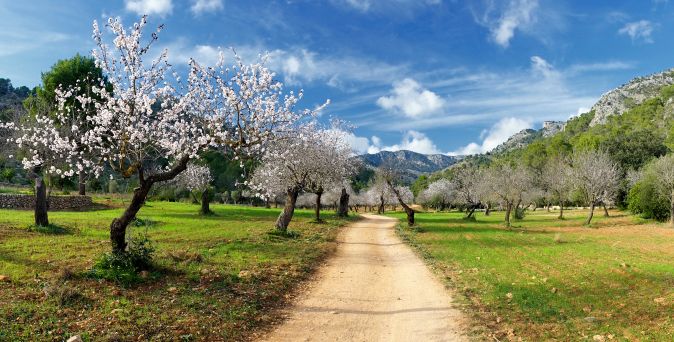 Blühende Mandelbäume auf Mallorca entlang eines Feldwegs mit grünen Wiesen, Bergen im Hintergrund und blauem Himmel mit leichten Wolken