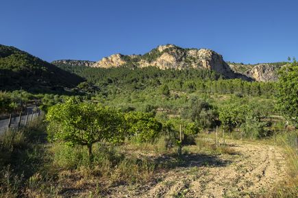 Blick auf die Landschaft bei Puigpunyent auf Mallorca mit Obstbäumen, Feldern und grünen Bergen im Hintergrund