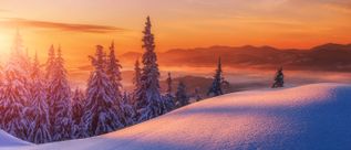 Schneebedeckte Tannen vor sanften Hügeln bei Sonnenaufgang mit orangefarbenem Himmel