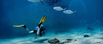 Ein Taucher mit Flossen und Tauchausrüstung schwimmt über den Meeresboden, umgeben von drei silbernen Fischen und einer Schule kleinerer Fische