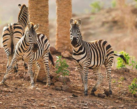 Oasis Wildlife Fuerteventura R2 Pajara Beach