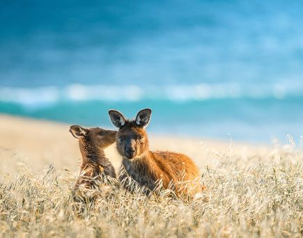 Zwei Kängurus sitzen im hohen Gras vor einem Gewässer unter blauem Himmel.