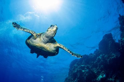 Eine Meeresschildkröte schwimmt unter Wasser nahe der Wasseroberfläche, Sonnenstrahlen dringen durch das blaue Meer