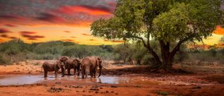 Elefanten an einem Wasserloch im Tsavo-East-Nationalpark in Kenia vor einer Savannenlandschaft mit Akazienbaum bei Sonnenuntergang