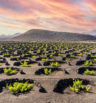 Weinreben in kreisförmigen Steinmauern auf schwarzer Vulkanerde bei Sonnenuntergang auf Lanzarote