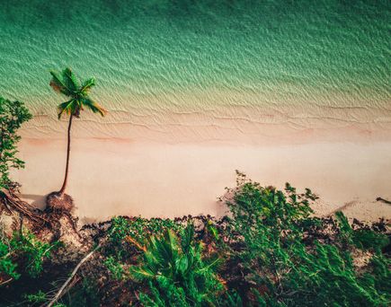Panoramablick auf einen Strand mit hellem Sand, umgeben von grünen Pflanzen und Palmen. Der Übergang zwischen Sand und Vegetation ist sichtbar.