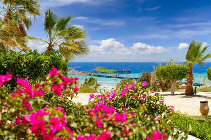 Farbenfrohe Bougainvillea-Blüten und Palmen am Strand von Marsa Alam, Ägypten, mit Blick auf das türkisfarbene Rote Meer und einen Holzsteg unter blauem Himmel