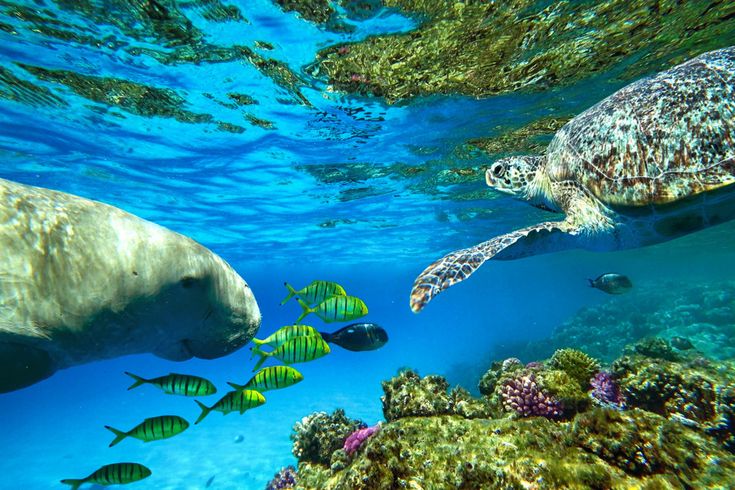 Seekuh (Dugong), Meeresschildkröte und bunte Rifffische schwimmen über Korallenriffen