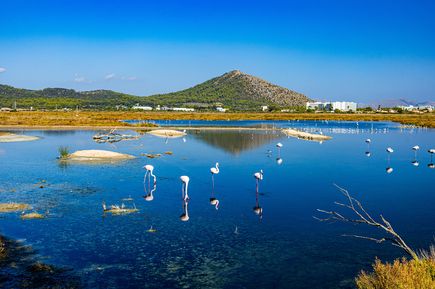 Flamingos stehen und waten im klaren Wasser des Naturparks S’Albufera auf Mallorca, umgeben von kleinen Inseln, Feuchtgebieten und einer bergigen Landschaft im Hintergrund