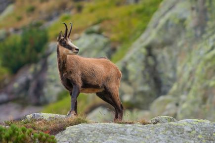 Eine Gämse steht auf einem Felsen in den Bergen und blickt aufmerksam in die Ferne