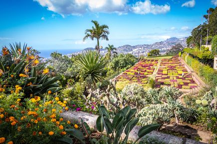 Botanischer Garten in Funchal auf Madeira mit farbenfrohen Blumenbeeten, Kakteen, Palmen und Blick auf die Stadt und den Atlantik
