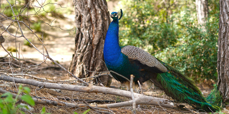 Pfau mit ausgebreitetem Schwanz im Wald zwischen Bäumen und Ästen