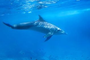 Delfin schwimmt unter Wasser im klaren blauen Meer, umgeben von kleinen Fischen