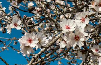 Mandelblüten-Inselzauber/Hotel Timor