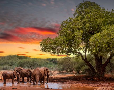 Vier Elefanten stehen an einem Wasserloch unter einem großen Baum, während der Himmel in warmen Farben bei Sonnenuntergang leuchtet.