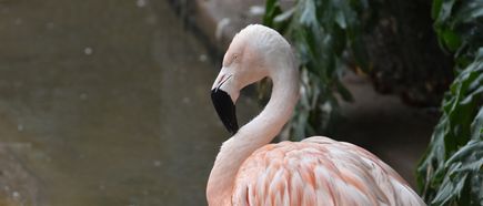 Ein einzelner Flamingo mit rosa Gefieder und schwarzem Schnabel steht seitlich am Wasser.