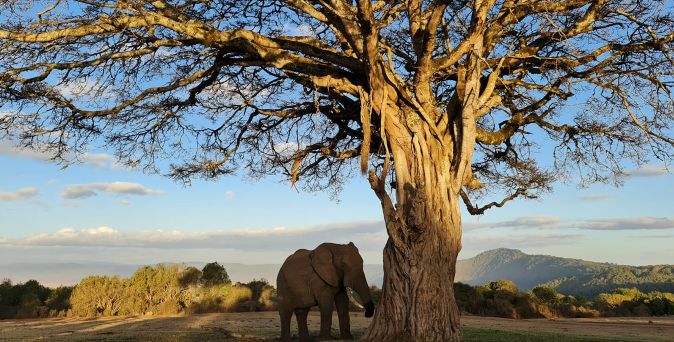 Großer, blattloser Affenbrotbaum mit ausladenden Ästen vor weiter afrikanischer Savannenlandschaft, darunter ein Elefant.