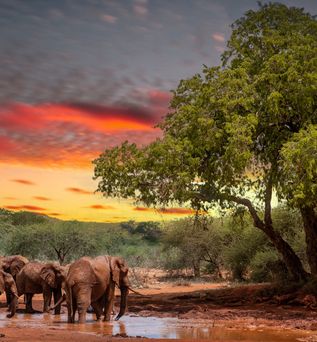 Vier Elefanten stehen an einem Wasserloch unter einem großen Baum, während der Himmel in warmen Farben bei Sonnenuntergang leuchtet.