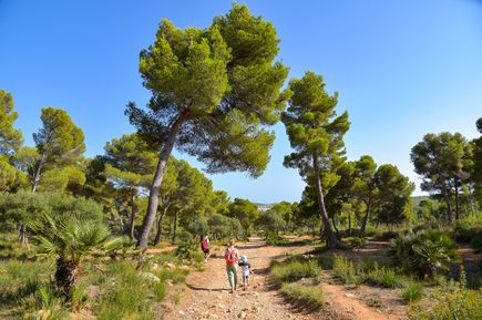 Familien beim Wandern auf einem Naturpfad, umgeben von Pinienbäumen, Sträuchern und blauem Himmel
