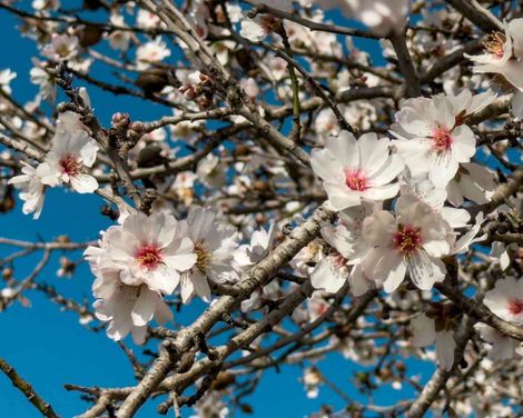 Mandelblüten-Inselzauber/Hotel Timor