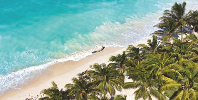 Türkisblaues Meer mit sanften Wellen auf einem hellen Sandstrand mit dichten Palmen und einem Stück Treibholz aus der Vogelperspektive.