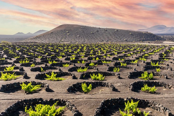 Weinreben in kreisförmigen Steinmauern auf vulkanischem Boden vor einem Hügel unter einem bewölkten Himmel