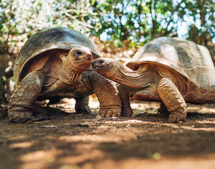 Zwei Schildkröten stehen sich gegenüber, ihre Köpfe leicht geneigt.