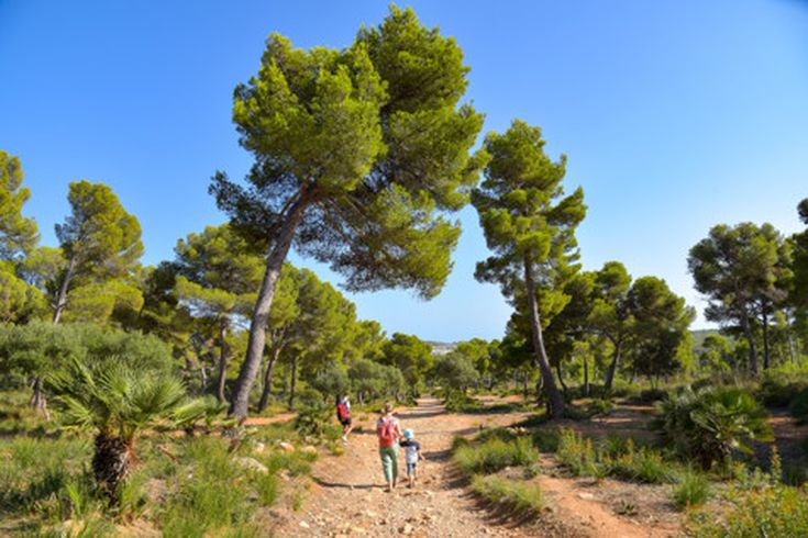 Mehrere Menschen wandern auf einem breiten, steinigen Weg durch einen lichten Pinienwald an einem sonnigen Tag