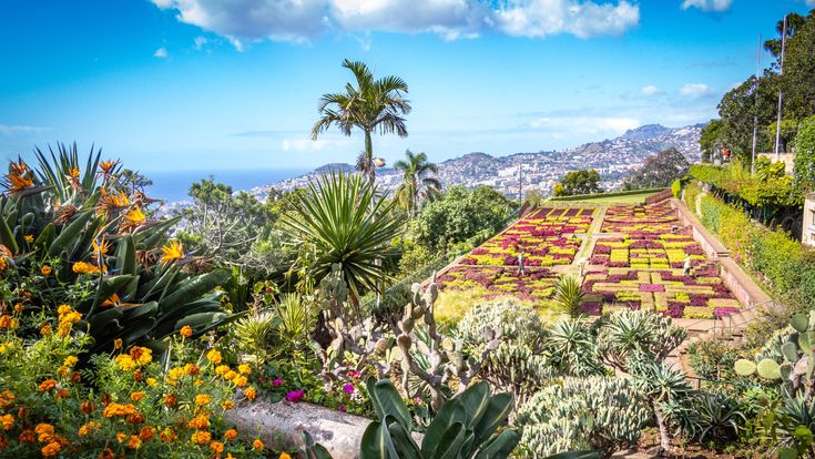 Botanischer Garten in Funchal auf Madeira mit blühenden Blumenbeeten, Palmen, Kakteen und Blick auf die Stadt und den Atlantik
